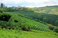 Săn mây ở làng chè trăm tuổi tại Đà Lạt