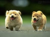 Giải mã những điềm báo từ giấc mơ thấy con chó