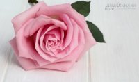 Cô gái bán hoa hồng tặng bông hoa cuối cùng cho người ăn xin, không ngờ lại…