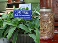 Bài thuốc quý đẩy lùi ung thư lưỡi giai đoạn cuối nhờ tình cờ phát hiện cây lược vàng.