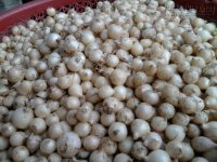 Thần dược hành tăm trị bách bệnh, cứu cả người trúng gió á khẩu thoát chết