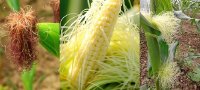 Đừng vứt bỏ râu bắp (ngô) ngay sau khi đọc được bài viết này
