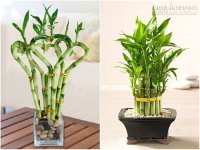 Bí quyết trồng Trúc Phú Quý đem lại tài lộc cho gia đình