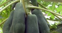 Ông lão đánh bay 3 viên sỏi thận, 2 viên sỏi mật nhờ… 7 quả đu đủ xanh