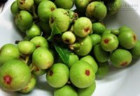 Quả sung, nguyên liệu trị dứt điểm sỏi mật