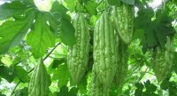 Nhất định các mẹ phải biết khi trị rôm sảy cho trẻ bằng mướp đắng