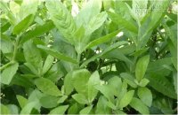 Không dùng thuốc tây, chữa khỏi bệnh trĩ nhờ 5 loại lá dễ kiếm