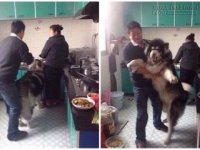 Chết cười với phản ứng dữ dội của husky ham ăn khi bị kéo ra khỏi bếp vì ăn vụng