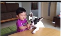 Chết cười với những chú chó láu cá chuyên bắt nạt chủ