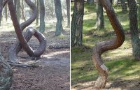 Khu rừng biết nhảy múa ở Nga