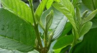 Những bài thuốc chữa tiểu đường bằng cây cỏ quanh nhà hiệu nghiệm