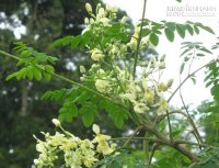Sự thật ngã ngửa về chùm ngây - loại rau được cho là thần dược
