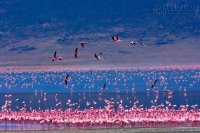 Thiên đường hoang dã trong miệng núi lửa Ngorongoro