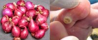 Kinh nghiệm chữa 10 ngày hết sạch chai chân