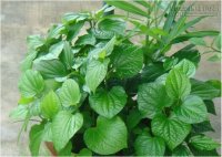 8 bệnh chỉ cần dùng lá lốt chữa là khỏi