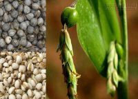 Hạt bo bo (ý dĩ) cực tốt cho người già, trẻ em và phụ nữ sau sinh