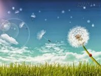 Hãy thanh thản như một đóa bồ công anh