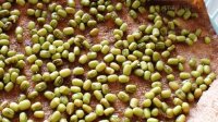 Bất ngờ chữa khỏi bệnh gout từ hạt đậu xanh