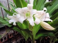 Chỉ trinh nữ hoàng cung tự nhiên mới có thể chữa bệnh