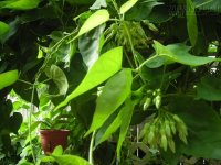 Chữa trĩ đơn giản tại nhà với 3 thảo dược dễ kiếm