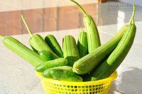Những công dụng chữa bệnh quá tuyệt vời của quả mướp