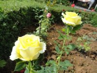 Cách trồng hoa hồng cực hay và đẹp