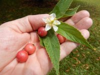 7 lợi ích tuyệt vời của quả trứng cá chắc chắn bạn chưa biết