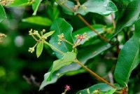 Những bài thuốc trị rụng tóc từ Hà thủ ô