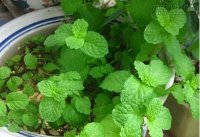 Mẹo đuổi chuột đơn giản không ngờ mà không cần nuôi mèo, đánh bả