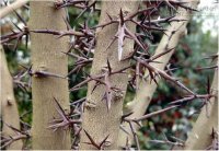 8 mẹo vặt trị mụn, làm đẹp bạn chưa mất đến 15 phút để làm