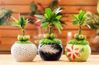 5 quy tắc đặt cây cảnh trên bàn làm việc giúp tăng tài lộc, thịnh vượng