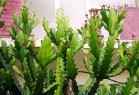 Chữa đau lưng, gai cột sống hiệu quả với xương rồng 3 cạnh
