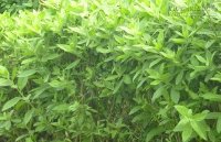 5 loại lá dễ kiếm chữa bệnh trĩ không cần dùng thuốc