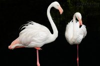 Nước mắt hạc tiên và kết cục của kẻ vô ơn