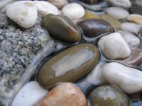 Câu chuyện về bơ và những viên đá cuội