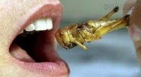 Ăn côn trùng tốt hơn ăn thịt