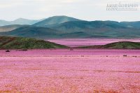 Sa mạc hoa đẹp khó tin ở Chile