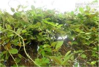 Bài thuốc chữa viêm đại tràng mãn tính bằng lá mơ lông