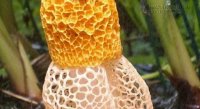 Lời đồn về loài nấm giúp phụ nữ lên mây sau một lần ngửi