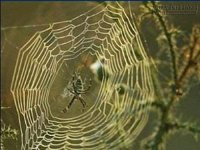 Thế gian cái gì quý giá nhất ?