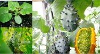 Trồng giống dưa chuột quái đản nhất thế giới không khó