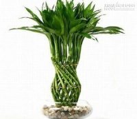 6 loại cây cảnh giúp rước tài lộc cho dân công sở