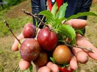 Bất ngờ với công dụng làm đẹp và chữa bệnh của trái lý mận