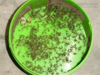 Mẹo làm bẫy đơn giản bắt muỗi hiệu quả không ngờ