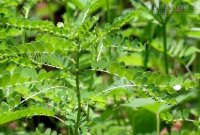 Loại cây dân dã chữa được xơ gan, kể cả thời kỳ cuối