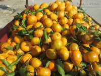 Cách phân biệt quýt Việt Nam và quýt Trung Quốc ngâm hóa chất