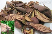 Sâm đại hành có chữa được ung thư máu?