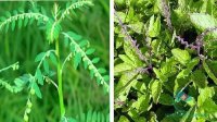 Bật mí 3 loại thảo dược giúp hạ men gan nhanh chóng