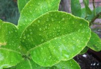 3 Cách chữa viêm xoang cực công hiệu từ loài cây thiên nhiên