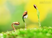 Chuyện về hai hạt lúa